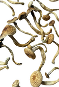 Mushrooms Bahamas Shrooms
